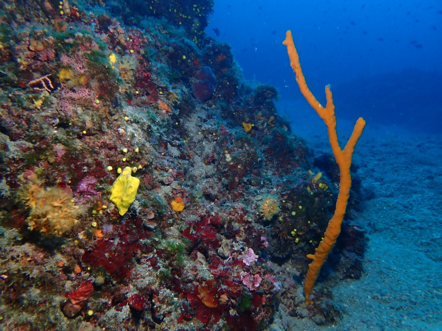 NATURA-JADERA dodjeljuje Ugovor o skrbi o područjima ekološke mreže Silba - podmorje i Silbanski grebeni -prvi takve vrste u Hrvatskoj