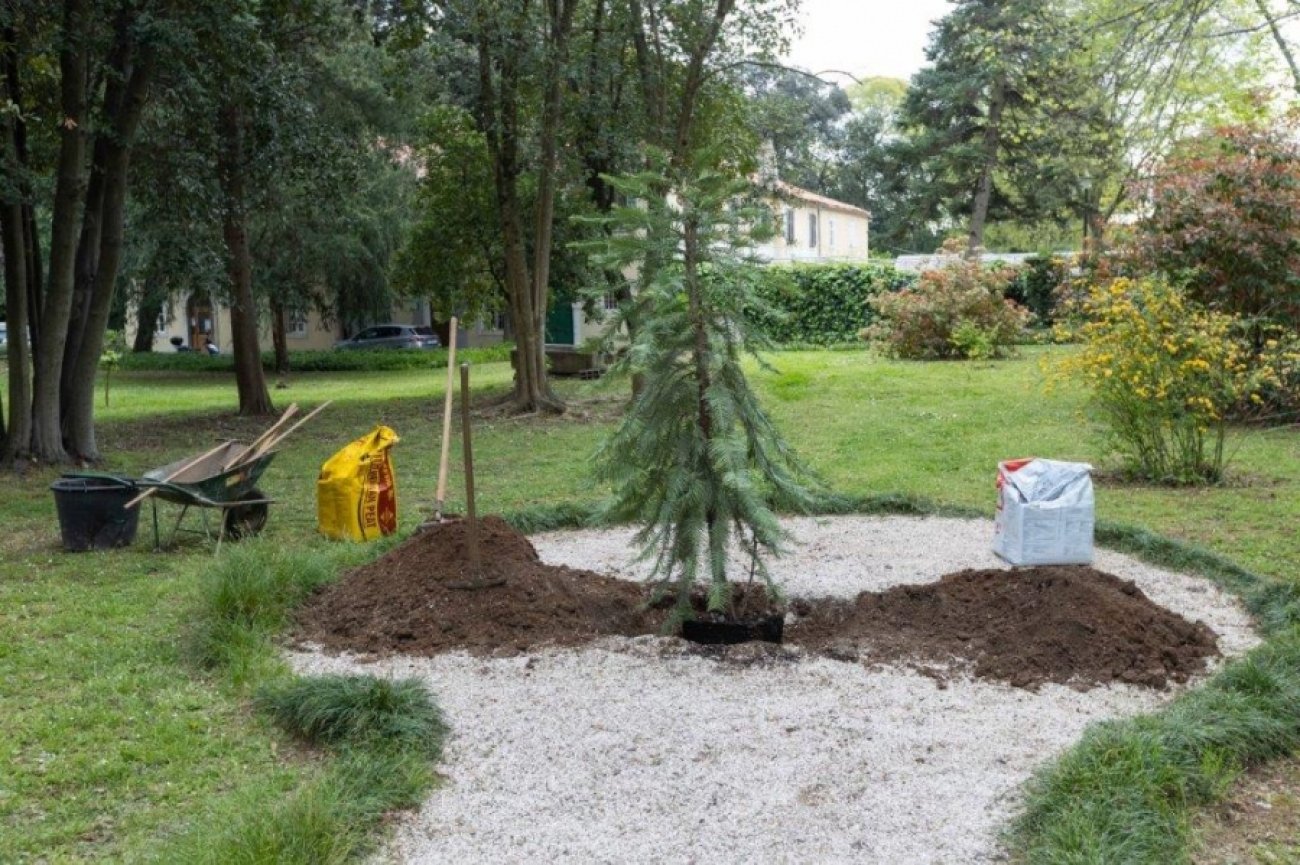 U Perivoju Vladimira Nazora posađen australski stribor