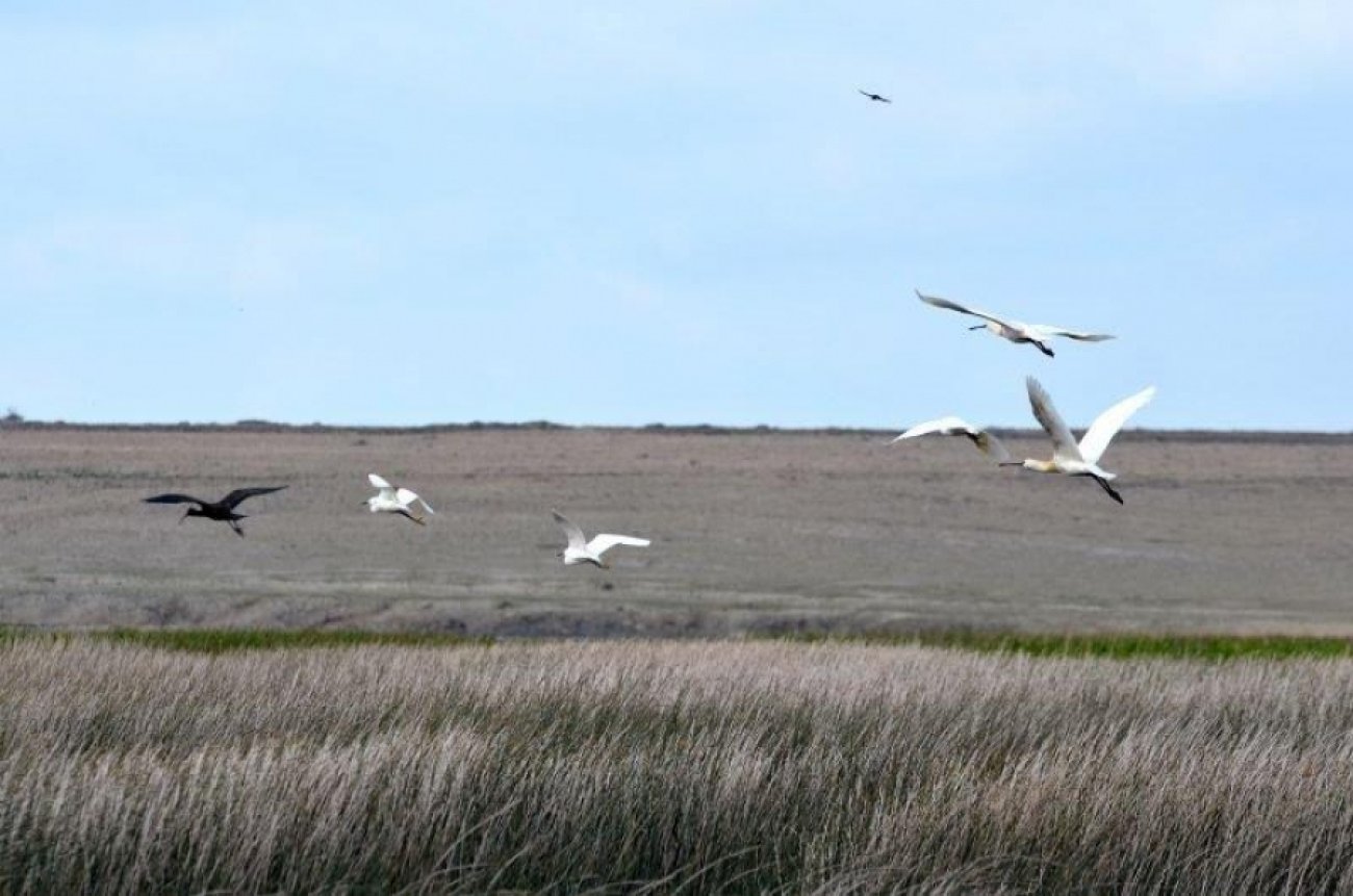 Predstavljena knjiga „Muljatorice-- ptice muljevitih područja Zadarske županije“